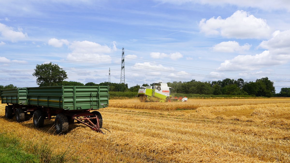 Mähdrescher bei der Ernte auf einem Weizenfeld