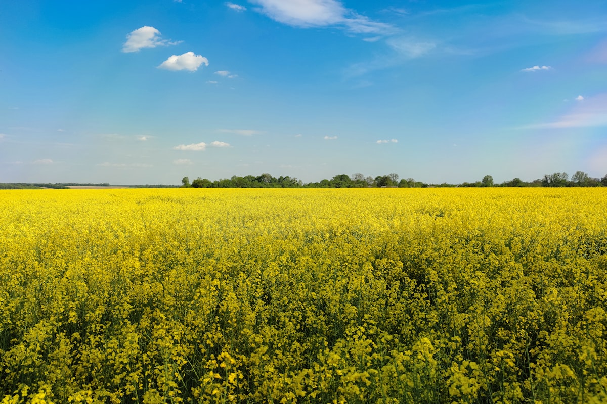Blühendes Rapsfeld unter blauem Himmel